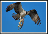 Osprey With Catch