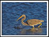 Tri-Colored Heron Fishing