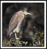 Black Crowned Night Heron