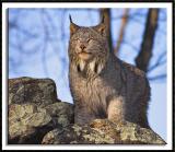 Lynx On The Lookout