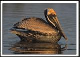 Golden Light on a Brown Pelican