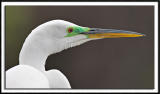 Great Egret Up Close