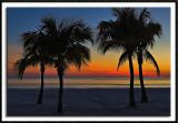 Palm Tree Sunset