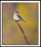 Bluebird Posing