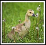 Gosling in the Grass