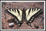 Tiger Swallowtail