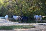 wild horses 3.jpg
