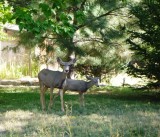 Deer on the back yard