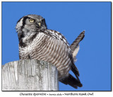 Chouette pervire<br>Northern Hawk Owl