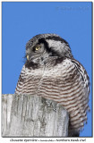 Chouette pervire<br>Northern Hawk Owl