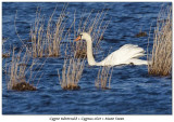 Cygne tubercul<br>Mute Swan