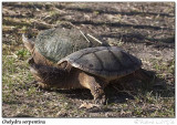 Tortues serpentines<br>Snapping Turtles