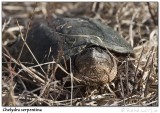 Tortue serpentine<br>Snapping Turtle
