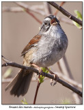 Bruant des maraisSwamp Sparrow