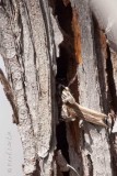 Grimpereau brun<br>Brown Creeper