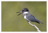 Martin-pcheur<br>Belted Kingfisher