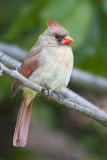 Cardinal rouge<br>Northern Cardinal