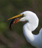 Grande aigrette<br>Great Egret