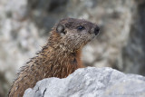 Marmotte commune<br>Woodchuck  Marmota monax