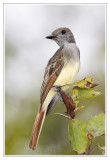 Tyran hupp<br>Great Crested Flycatcher