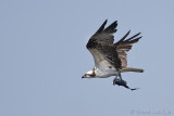Balbuzard pêcheurOsprey