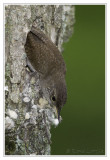 Troglodyte familier<br>House Wren