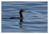 Cormoran  aigrettes<br>Double-crested Cormorant