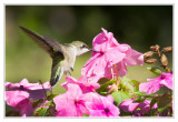 Colibri  gorge rubis<br>Ruby-throated Hummingbird