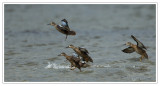 Sarcelle  ailes bleues<br>Blue-winged Teal
