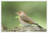 Pic flamboyant<br>Northern Flicker