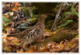 Glinotte huppe<br>Spruce Grouse