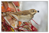 Grive  dos olive<br>Swainsons Thrush