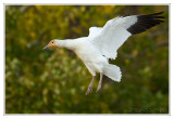 Oie des neiges<br>Snow Goose