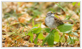 Bruant  gorge blanche<br>White-throated Sparrow