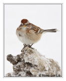 Bruant hudsonien<br>Tree Sparrow
