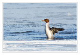 Grand harle<br>Common Merganser