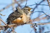 Merle dAmrique<br>American Robin