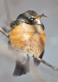 Merle dAmrique<br>American Robin