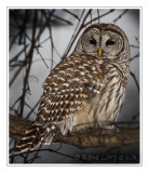 Chouette raye<br>Barred Owl