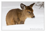 Cerf de Virginie<br>White-tailed deer