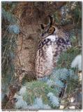 Grand-duc dAmrique / Great Horned Owl