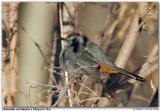 Moqueur chat / Gray Catbird