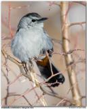 Moqueur chat / Gray Catbird