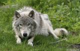 Loup gris / Grey Wolf