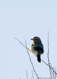 Pie-griche grise / Northern Shrike