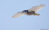 Harfang des neiges / Snowy Owl