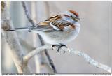 Bruant hudsonien / American Tree Sparrow