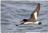 Hutrier dAmrique / American Oystercatcher