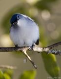Gobemoucheron gris-bleu / Blue-Gray Gnatcatcher