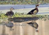 Canard branchus / Wood ducks